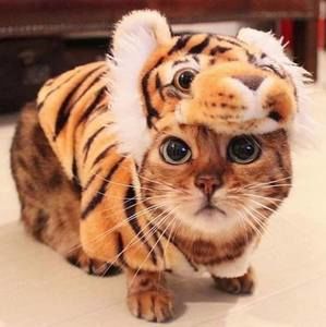 Meet your Posher, Justine